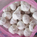 Pure White Garlic Top Quality